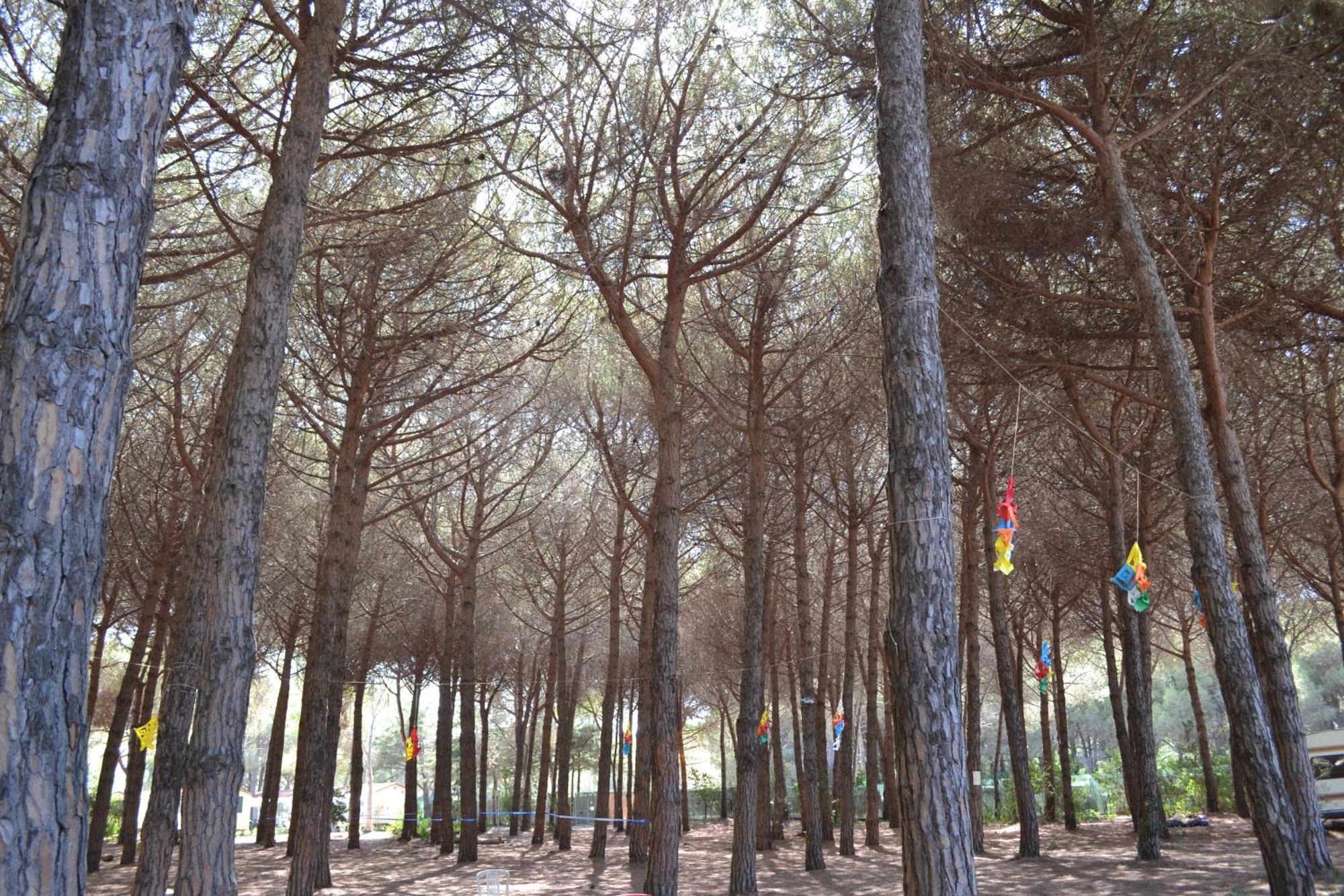 אורבטלו Giannella Camping מראה חיצוני תמונה